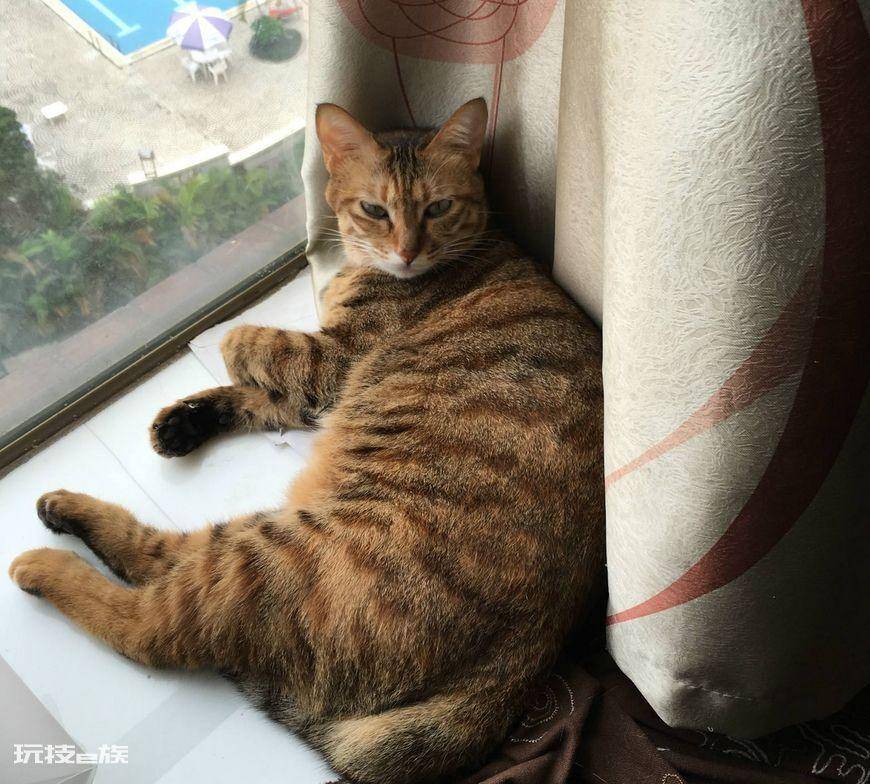 猫咪会想念主人吗(主人去上班猫咪想念主人的5大表现)-图片1